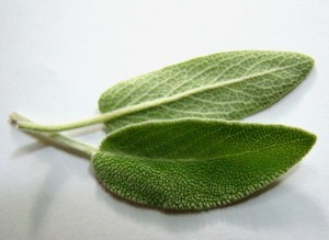 sage-leaves